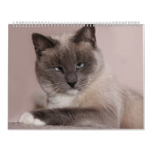 Katzen-Kalender Kalender (Titelbild)