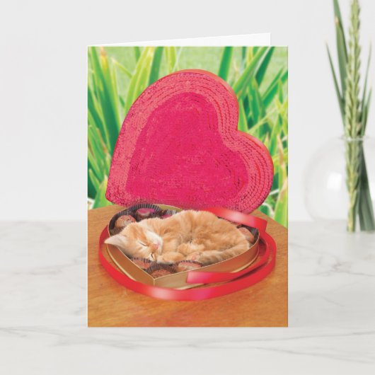 Katzen-Karten-lustiges niedliches entzückendes Feiertagskarte (Vorderseite)