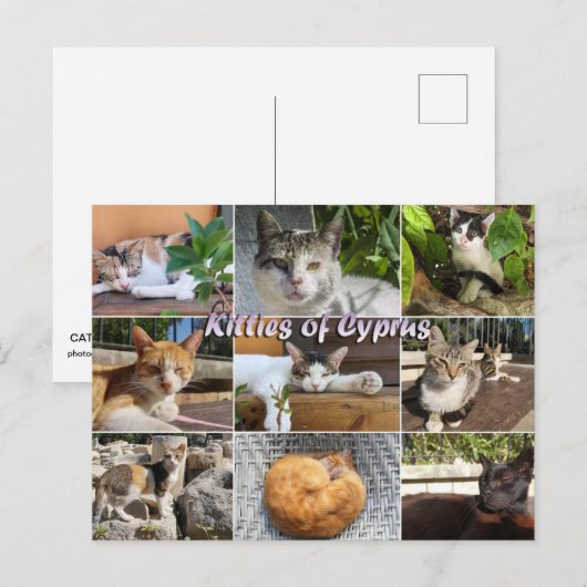 Katzen Kätzchen auf Zypern Postkarte (Vorne/Hinten)