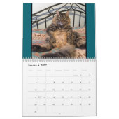 Katzen Katzen Katzen Kalender (Jan 2027)