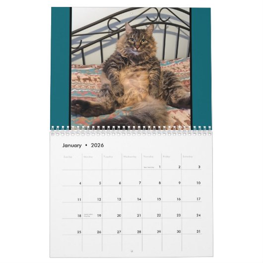Katzen Katzen Katzen Kalender (Jan 2026)