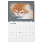 Katzen , Kittens , 2016 Kalender KaterinaArt (Mär 2027)