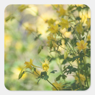 Katzen-Klaw in der Sonne von Arizona Quadratischer Aufkleber