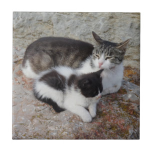 Katzen Kleine (4,25" x 4,25") Keramik Foto Tile Fliese