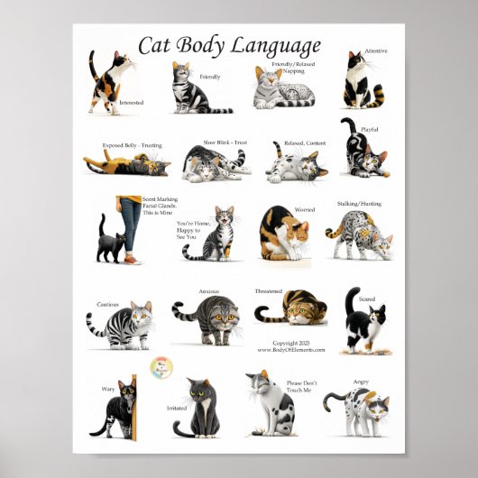Katzen-Körpersprachen-Diagramm Poster (Vorne)