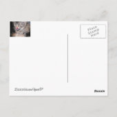 Katzen Leckereien? oder... Postkarte (Rückseite)