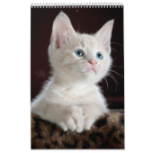 Katzen lieben Kalender (Titelbild)