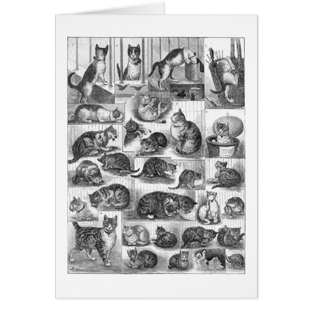 Katzen, Louis Wain (Vorne)