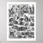 Katzen, Louis Wain Poster (Vorne)