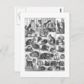 Katzen, Louis Wain Postkarte (Vorne/Hinten)