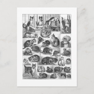 Katzen, Louis Wain Postkarte