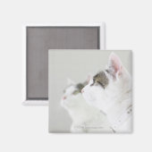Katzen Magnet (Vorderseite/Rückseite)