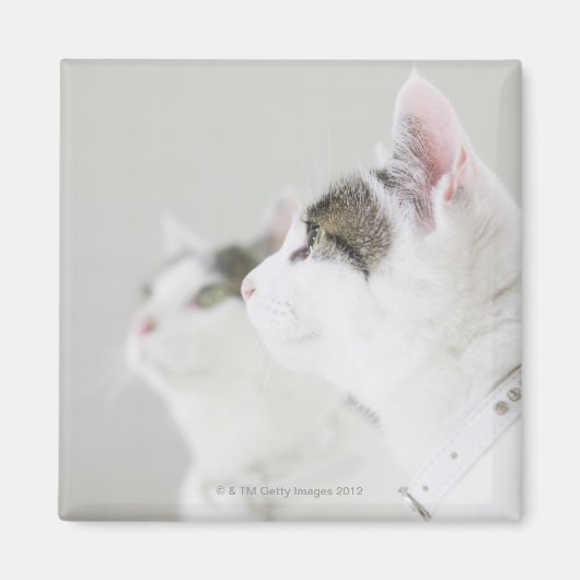 Katzen Magnet (Vorne)