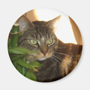 Katzen-Magnet Magnet