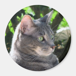 Katzen-Magnet Magnet