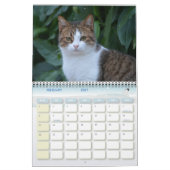 Katzen Maltas - Kalender 2023 (Feb 2027)
