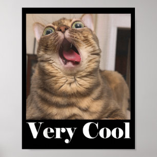 Katzen Meme Grafik Dummer Katzenhumor Lustige Katz Poster