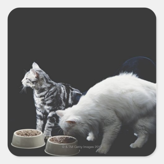Katzen mit Schüssel zum Essen Quadratischer Aufkleber (Vorderseite)