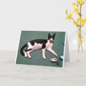 Katzen-Mitteilungskarten Karte (Gelbe Blume)