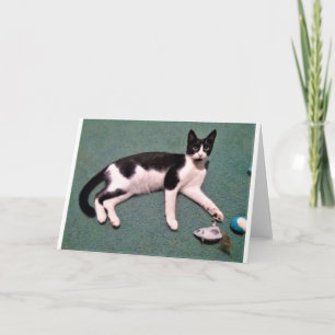 Katzen-Mitteilungskarten Karte