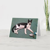 Katzen-Mitteilungskarten Karte (Vorderseite)