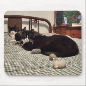 Katzen Mousepad (Vorne)