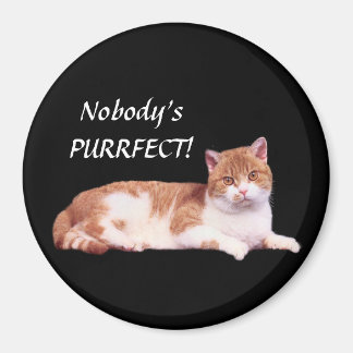 Katzen Orange und Weiß Magnet