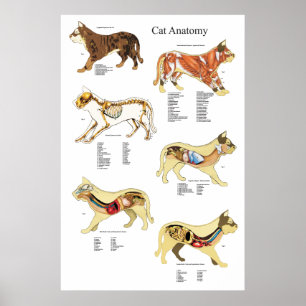 Katzen-Organ-Anatomie-Tierarzt-Diagramm Poster