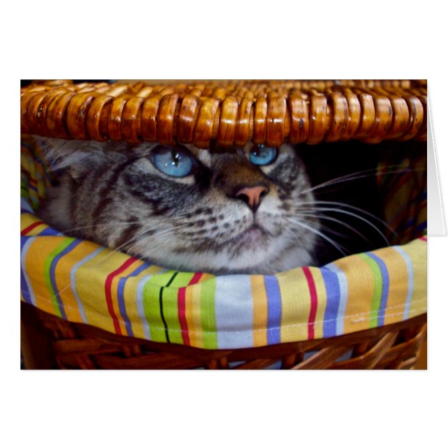 Katzen-Picknick (Vorderseite (Horizontal))