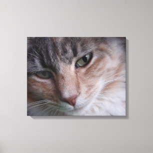 Katzen-Porträt Leinwanddruck