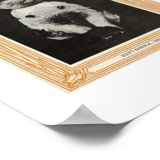 Katzen Poster (Ecke)