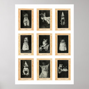 Katzen Poster
