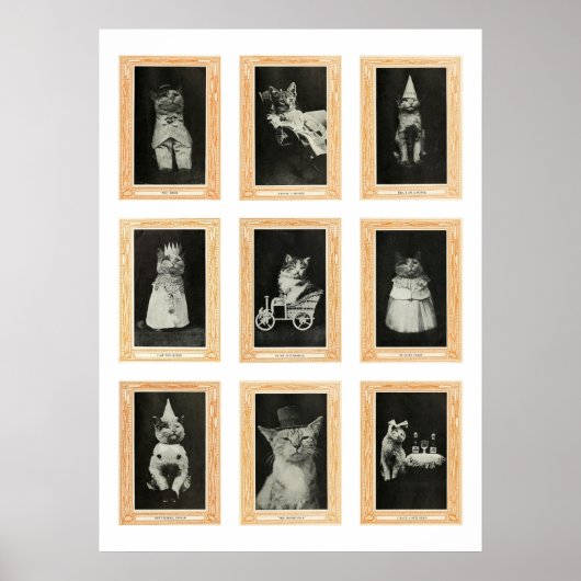 Katzen Poster (Vorne)