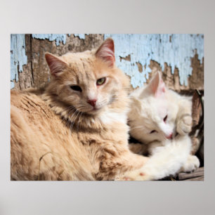 Katzen Poster