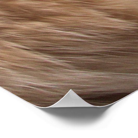 Katzen Poster (Ecke)