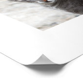 KATZEN POSTER (Ecke)