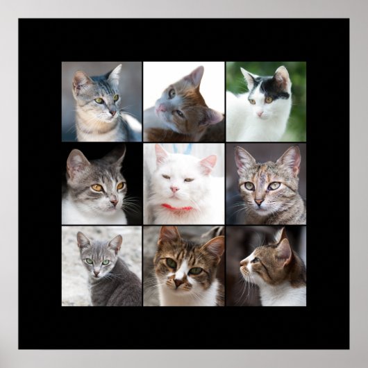KATZEN POSTER (Vorne)