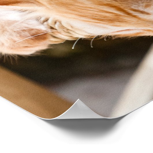 Katzen Poster (Ecke)