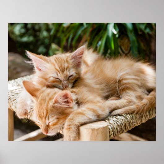 Katzen Poster (Vorne)