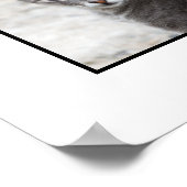 KATZEN POSTER (Ecke)