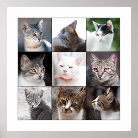 KATZEN POSTER (Vorne)