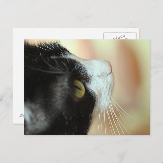 Katzen Postkarte (Vorne/Hinten)