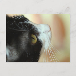 Katzen Postkarte