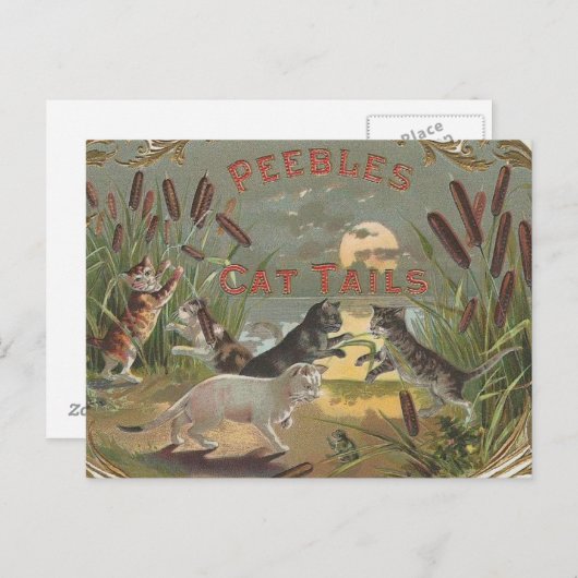 Katzen Postkarte (Vorne/Hinten)