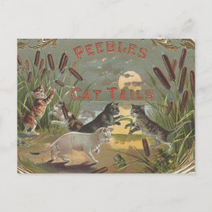 Katzen Postkarte