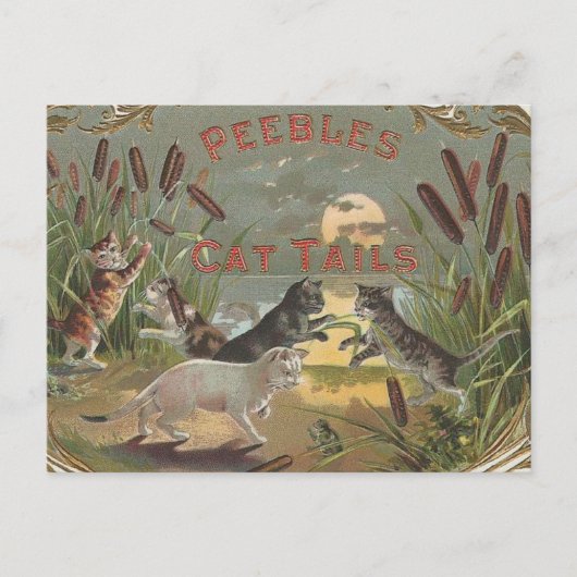 Katzen Postkarte (Vorderseite)