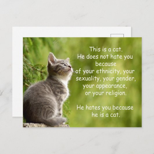 Katzen Postkarte (Vorne/Hinten)