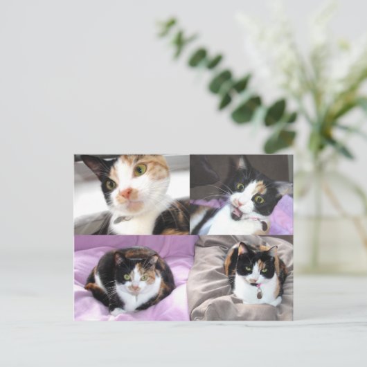 Katzen Postkarte (Stehend Vorderseite)