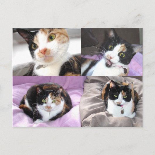 Katzen Postkarte (Vorderseite)