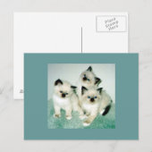 Katzen Postkarte (Vorne/Hinten)